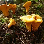 アパート Appartmenthaus Birkenwald ゼーフェルト・イン・チロル