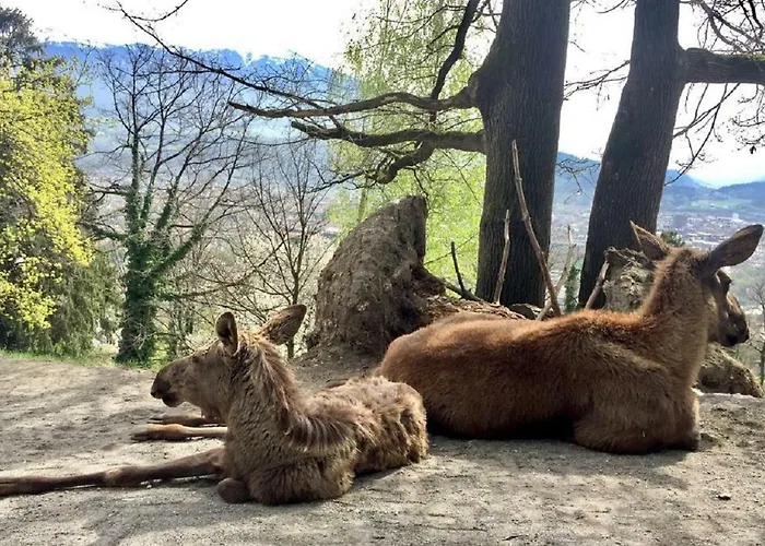 Appartamento Appartmenthaus Birkenwald