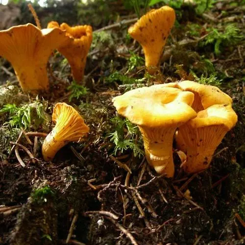 Apartamento Appartmenthaus Birkenwald Seefeld in Tirol