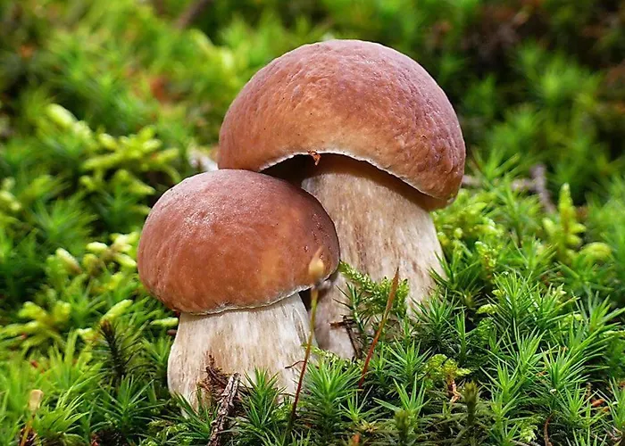 Appartmenthaus Birkenwald Appartamento Seefeld in Tirol